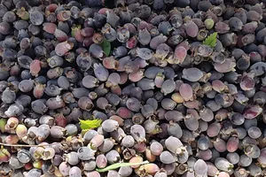 Người trồng sim ở Quảng Bình bội thu