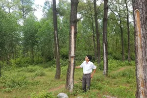 Rừng thông  cho thu nhập cao gấp 3-4 lần so với trồng keo