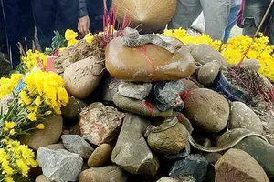 Rắn xuất hiện trên mộ người ăn xin, dòng người mê tín đổ về khấn vái