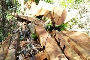 Quảng Bình: Nguyên đội trưởng kiểm lâm cơ động bị kỷ luật vì để lâm tặc lộng hành