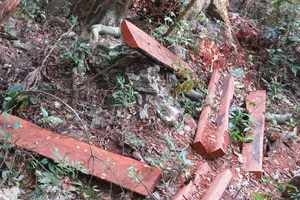 Vụ phá rừng Phong Nha - Kẻ Bàng hồi đầu năm 2019