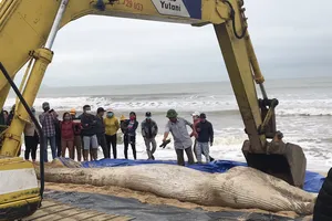 Xác cá voi trôi dạt vào biển Quảng Thọ, Ba Đồn, Quảng Bình