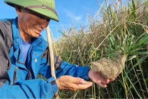 Ông Xuân bên tổ chim rồng rộc năm 2022