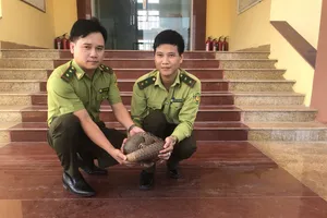 Quảng Bình: Giải cứu cá thể tê tê Java quý hiếm từ giao nhận hàng