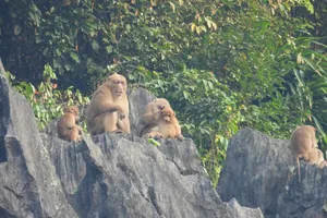 Quảng Bình: Xuất hiện nhiều đàn khỉ mốc quý hiếm 