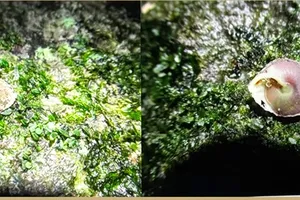 Quảng Bình: Phát hiện loài ốc mới tại Vườn Quốc gia Phong Nha - Kẻ Bàng