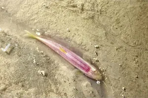 Cá mù hang động trong hang động ở Phong Nha -Kẻ Bàng và Hin Nậm Nô