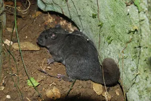 Một cá thể chuột đá Trường Sơn tại PN - KB sống lại sau 11 triệu năm tuyệt chủng loài