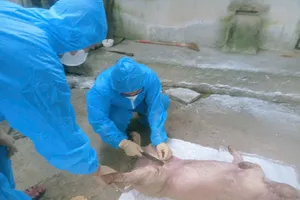Quảng Trị: Dịch tả heo châu Phi lan rộng, tiêu hủy gần 26.000 con heo