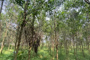 Hơn 1000 hec ta keo bị chết khi chưa đủ tuổi thu hoạch. Ảnh: PHẠM NGA