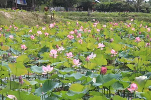 Giữa cái nắng chói chang ngày hè, sen Trà Lý nở rộ tạo nên một khung cảnh thơ mộng khiến ai cũng suýt xoa
