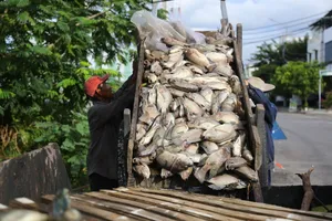 Đà Nẵng: Gần 4 tấn cá chết trắng sau trận mưa lớn