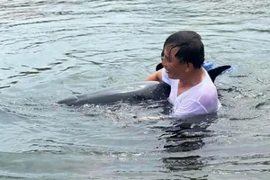 Con cá heo nặng khoảng 200 kg, bị mắc cạn tại cảng Tiên Sa, Đà Nẵng