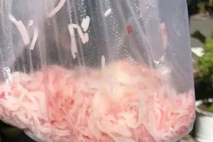 Bún đổi sang màu hồng sau khi để qua đêm