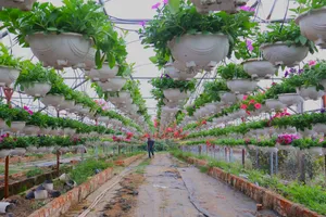 Làng hoa Dương Sơn hiện có diện tích hơn 4ha, là vùng trồng hoa lớn nhất TP Đà Nẵng, với nhiều chủng loại phong phú