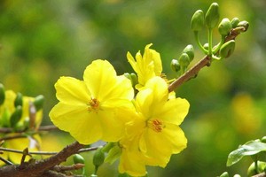 （示意圖源：互聯網）