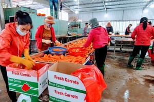 2021年，越南出口韓國額達219億美元。圖源：互聯網