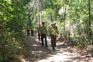 非法砍伐國家公園香木者被通緝
