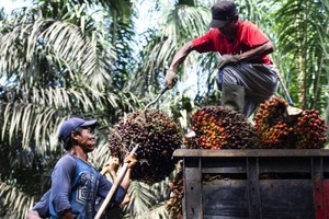 工人們將收穫的棕櫚果裝運到卡車上。