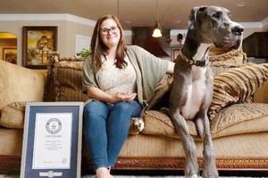 宙斯體形龐大。