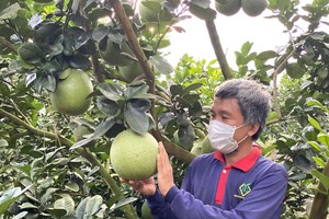 檳椥省種植的綠皮柚。