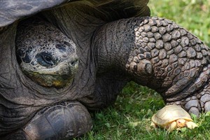 白化病瀕危象龜現身動物園