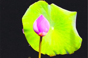 蓮花  嵐月風  攝