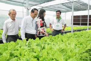 古芝縣無公害蔬菜種植模式獲推廣展開。