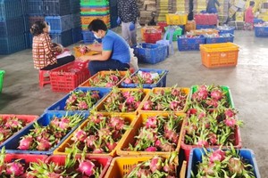 前江省的火龍果價格已回升。