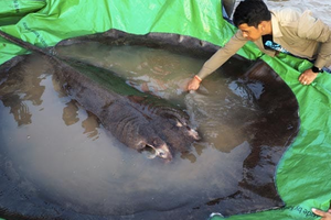 柬埔寨村民獲全球最大淡水魚