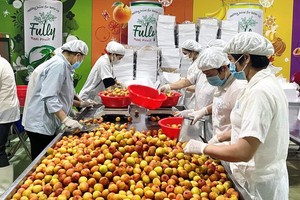 北江荔枝滿足出口中國標準