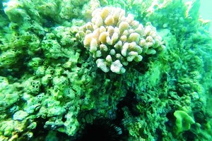 在越南的珊瑚礁也須受保護以發展。