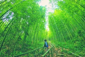 比武俠影片更美的木江界竹林