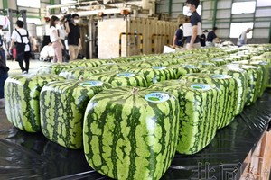 日本香川縣方形西瓜開始出貨