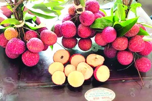 無核荔枝明年推出市場