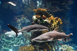 圖源： 新華社發（阿薩德攝）