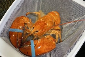 （示意圖源：互聯網）