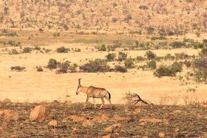 澳大利亞(澳洲)自然環境快速惡化，瀕危物種數量增加。