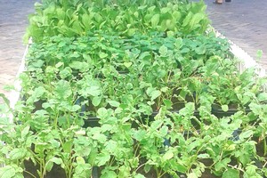 有機蔬菜日漸受到消費者的歡迎且自行種植。