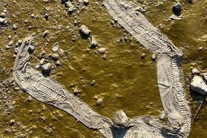 （示意圖源：互聯網）