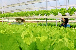 平順省德靈縣的進發安全蔬菜合作社適應氣候變暖的 水培蔬菜種植模式。