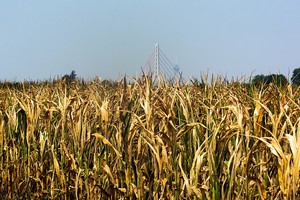 德國諾伊斯，持續乾旱導致玉米地乾枯。圖源：互聯網