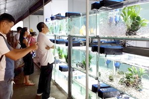 本市養殖的觀賞魚出口額達約650萬美元，成為全球20強的觀賞魚出口國家之一。