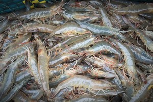 泰國批准進口活蝦