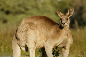 （示意圖源：互聯網）