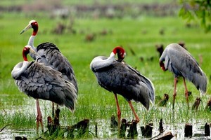 （示意圖源：互聯網）