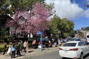 林同大勒市 13 條街道禁止泊車