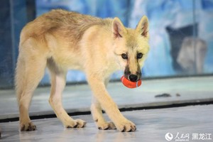 圖源：人民網-黑龍江