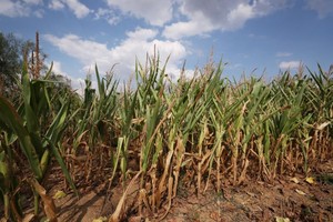 這是8月18日在法國巴黎西北約30公里處的皮伊塞-蓬圖瓦茲拍攝的受旱情影響的玉米田。（圖：新華社）