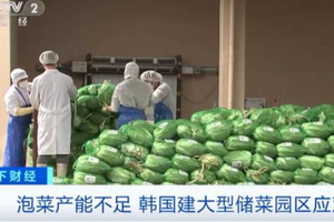 泡菜產能不足，韓國建大型儲菜園區應對。（圖：視頻截圖）